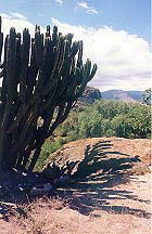 Cactus shadow
