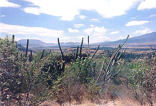 The desert in Oaxaca